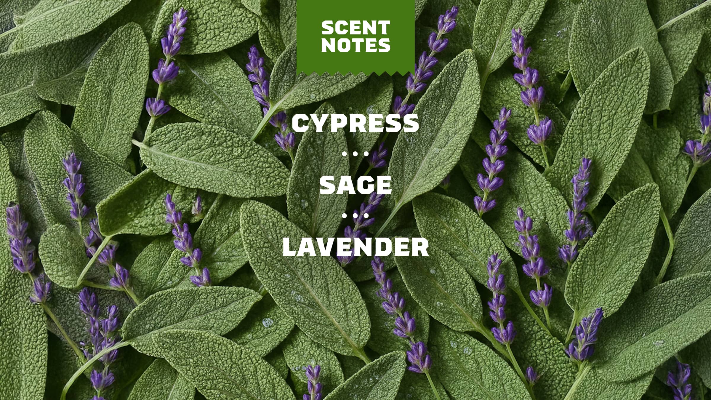 Alpine Sage Deodorant - Stay Fresh After the Shower