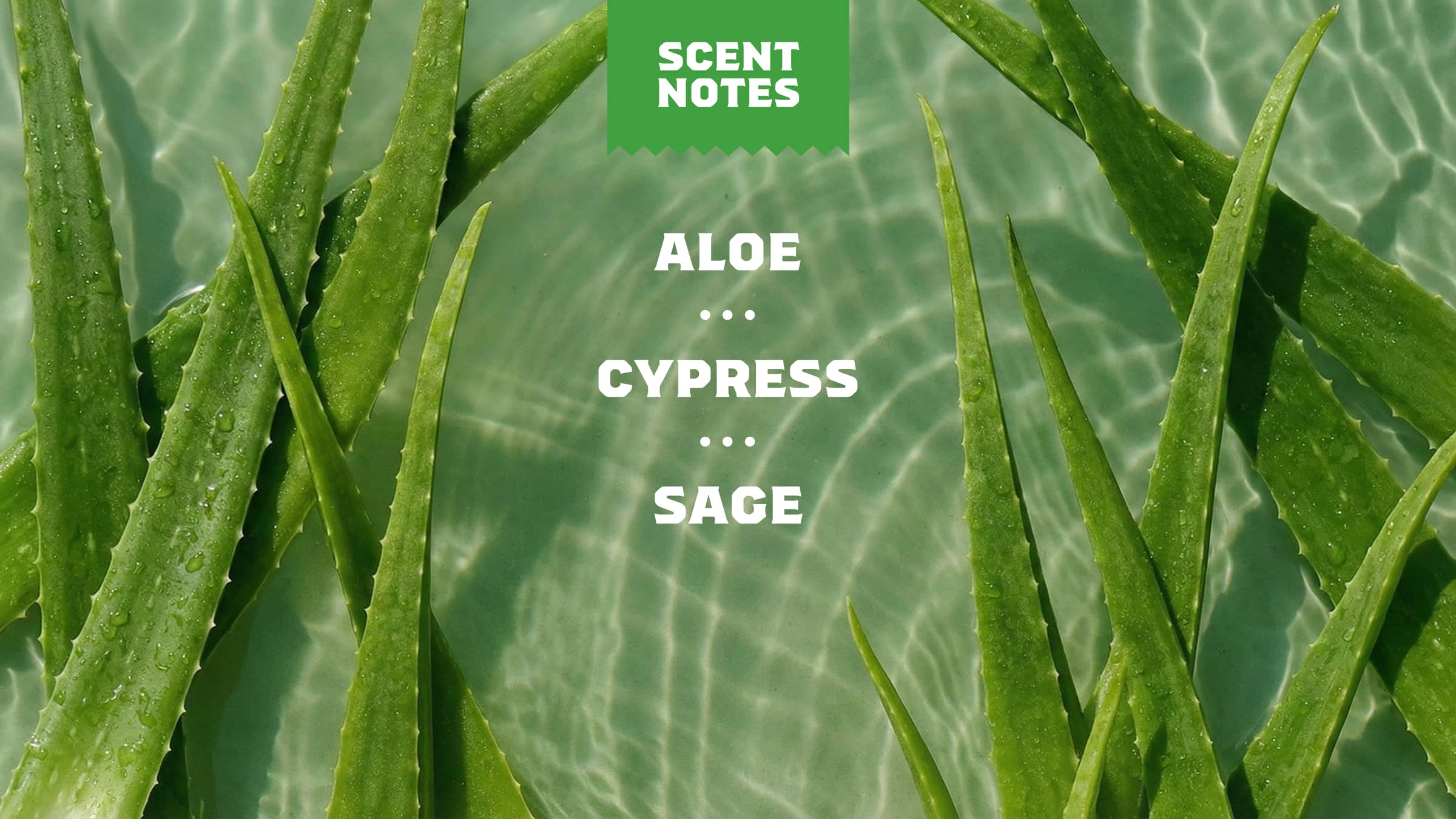 Cool Fresh Aloe Full & Thick Shampoo - Enter the No Boring Soap Zone