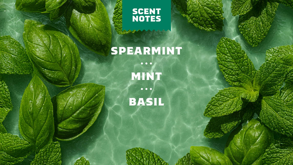Spearmint Basil - Freshen Your Daily Routine