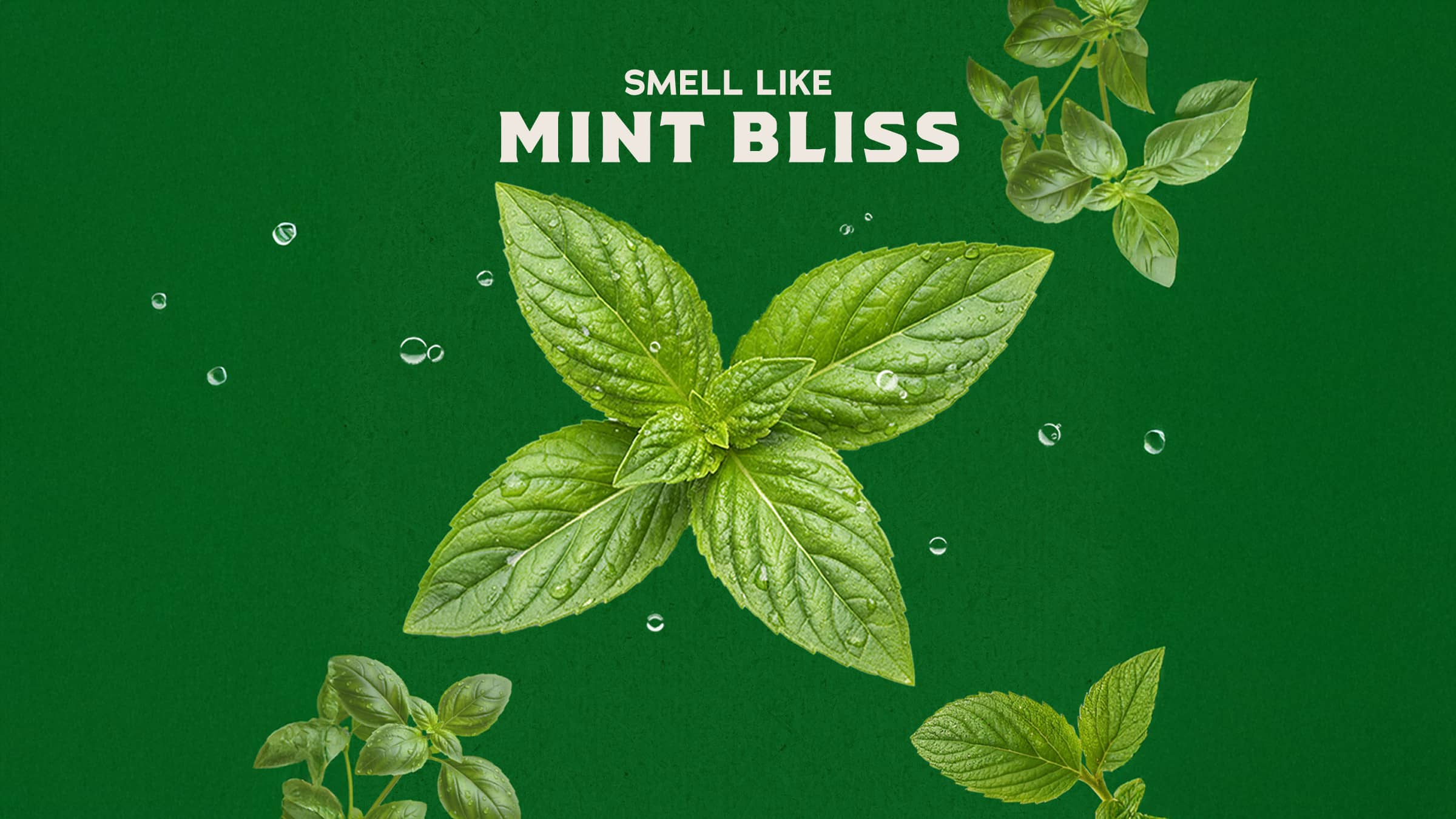 Spearmint Basil - Freshen Your Daily Routine